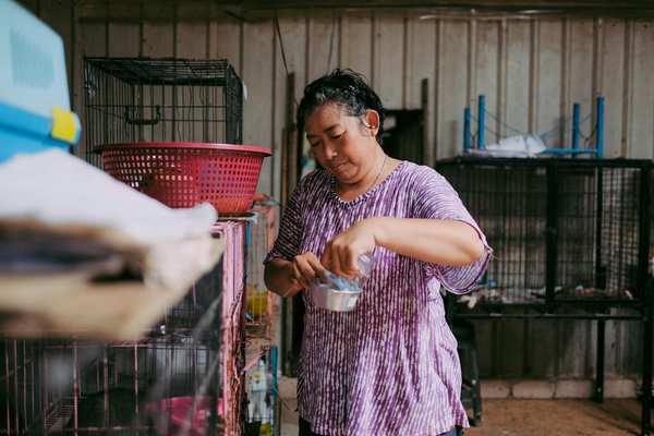 Strategie efficaci per aiutare il tuo cane a interagire con altri animali: consigli pratici e metodi vincenti