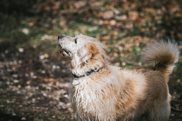 Compagni di Vita e di Avventure