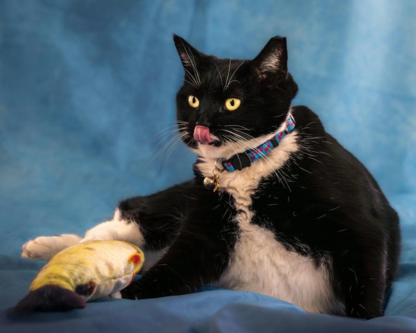 Guida creativa per insegnare al tuo pappagallo a parlare: consigli e strategie efficaci