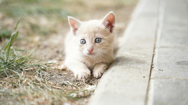 CuriositÃ  e Segreti dei Nostri Comp